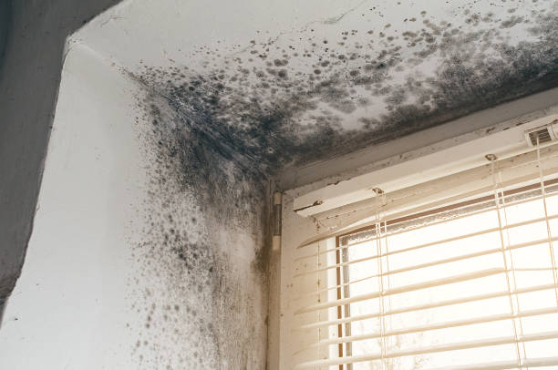 Affordable Attic Mold Remediation solutions in Conklin, MI